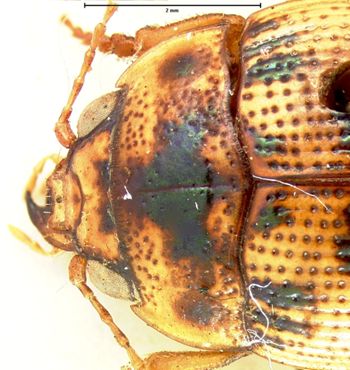 Media type: image;   Entomology 131 Aspect: pronotum dorsal